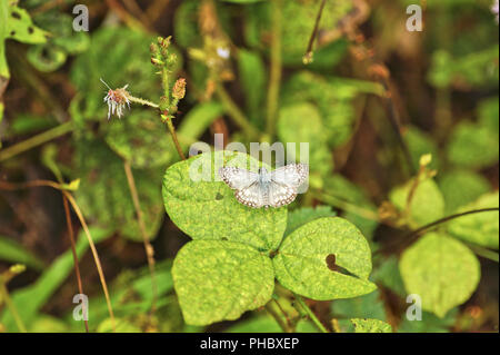 Schmetterling, Costa Rica Stockfoto