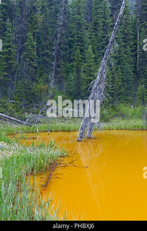 Die Farbtöpfe, Kootenay National Park Stockfoto