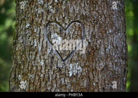 Liebe Herz auf einem Baum Stockfoto