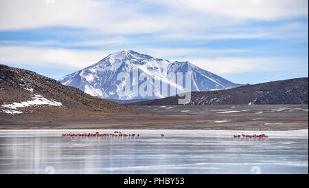 Flamingos Fütterung auf dem gefrorenen Wasser der Laguna Hedionda, Sud Lipez, Uyuni, Bolivien Stockfoto