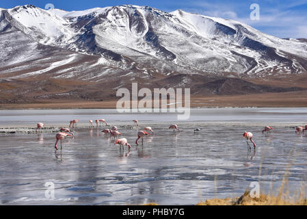Flamingos Fütterung auf dem gefrorenen Wasser der Laguna Hedionda, Sud Lipez, Uyuni, Bolivien Stockfoto