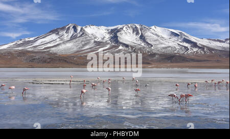 Flamingos Fütterung auf dem gefrorenen Wasser der Laguna Hedionda, Sud Lipez, Uyuni, Bolivien Stockfoto