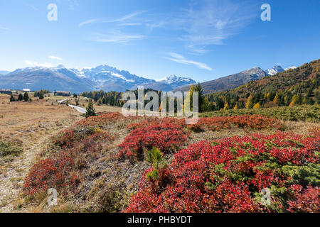 Val Vezzola im Herbst, Valdidentro, Valtellina, Sondrio Provinz, Lombardei, Italien, Europa Stockfoto