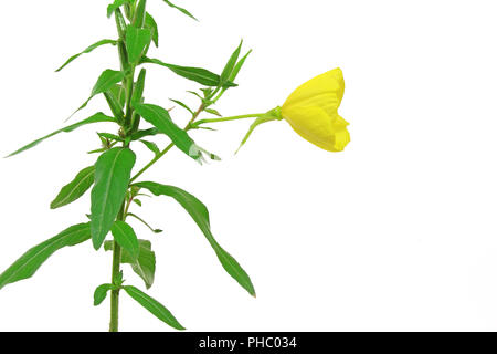 Gemeinsamen Nachtkerze (Oenothera Biennis) Stockfoto