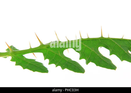 Solanum sisymbriifolium (litschi Tomate, Vila, Vila, klebrige Nachtschatten) Stockfoto