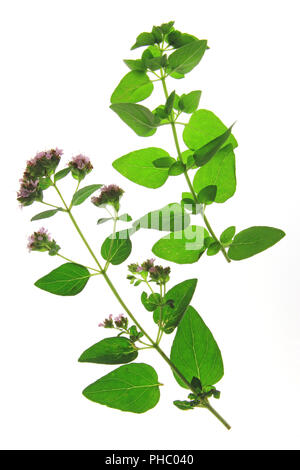 Oregano oder wilder Majoran (Origanum vulgare) Stockfoto