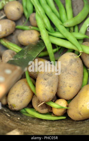 Ernte - frische Kartoffeln und Bohnen Stockfoto