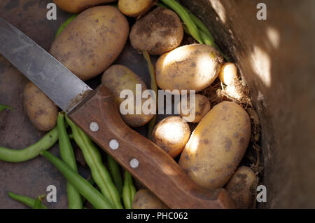 Ernte - frische Kartoffeln und Bohnen Stockfoto