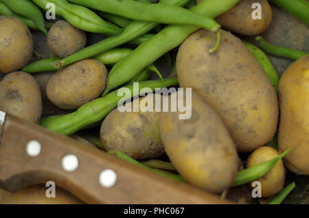 Ernte - frische Kartoffeln und Bohnen Stockfoto