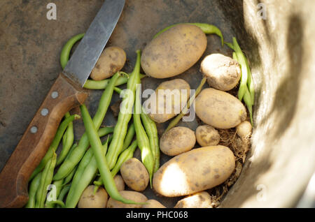 Ernte - frische Kartoffeln und Bohnen Stockfoto