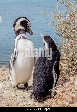 Magellan-pinguine (Spheniscus Magellanicus) in Caleta Valdés, die Halbinsel Valdes, Provinz Chubut, Patagonien, Argentinien, Südamerika Stockfoto