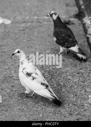 Zwei 2 Tauben zusammen gehen Tango in den Straßen von Montreal, Quebec, Kanada, B&W Stockfoto