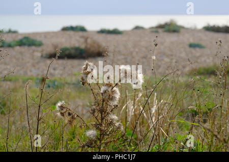 Seedheads von Mariendistel Pflanze, die in den Wilden am Kiesstrand im späten August Stockfoto