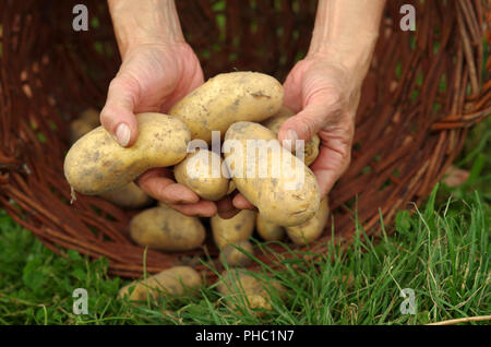 Ernte - frische Kartoffeln Stockfoto
