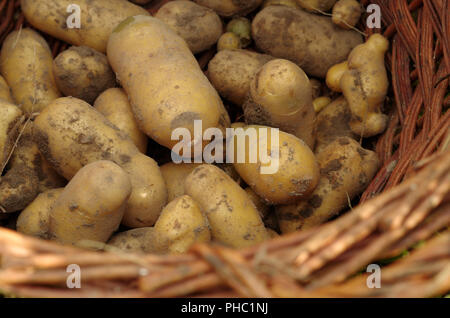 Ernte - frische Kartoffeln Stockfoto