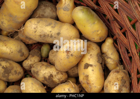 Ernte - frische Kartoffeln Stockfoto