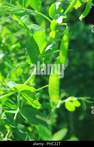 Schnee Erbsen, grüne Erbsen (Pisum sativum) Stockfoto