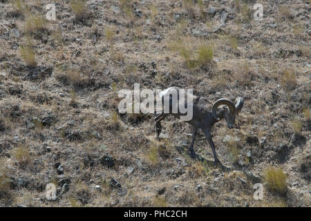 Ein einsamer Bighorn Schafe hinunter einen steilen Hang an einem heissen Sommertag in der Nähe von Boardman, Oregon. Stockfoto