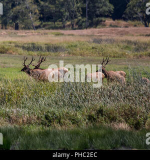 Eine Gruppe von Elk bewegen sich durch eine Wiese in der Dekane Creek Elk Anzeigebereich, in der Nähe von Reedsport, Oregon Stockfoto