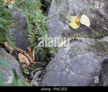 Eine gefleckte Banane Metallklumpen macht seinen Weg auf einem Felsen am Ufer eines kleinen Flusses in die Berge an der Küste von Oregon Stockfoto