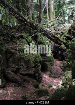 Wald Landschaften von Puzzlewood Stockfoto