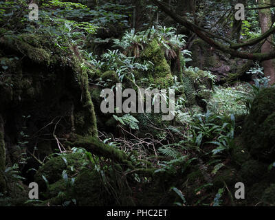 Wald Landschaften von Puzzlewood Stockfoto