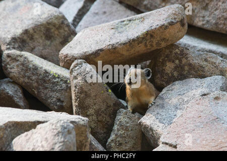 Ein junger amerikanischer Pika hält ein Auge heraus für Fleischfresser auf einem felsigen Hang. Stockfoto