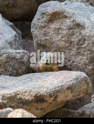 Ein junger amerikanischer Pika hält ein Auge heraus für Fleischfresser auf einem felsigen Hang. Stockfoto