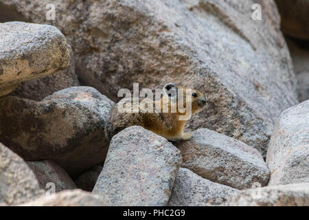 Ein junger amerikanischer Pika hält ein Auge heraus für Fleischfresser auf einem felsigen Hang. Stockfoto