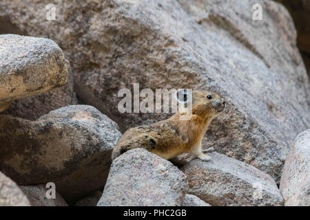 Ein junger amerikanischer Pika hält ein Auge heraus für Fleischfresser auf einem felsigen Hang. Stockfoto