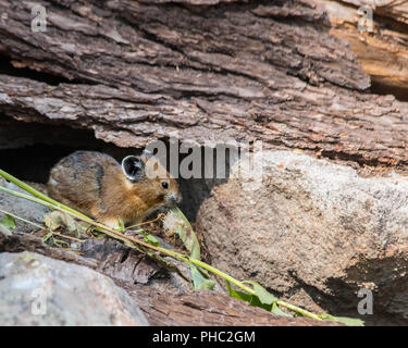 Ein junger amerikanischer Pika hält ein Auge heraus für Fleischfresser auf einem felsigen Hang. Stockfoto