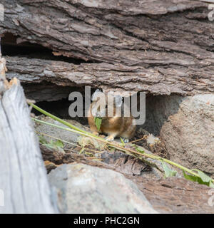 Ein junger amerikanischer Pika hält ein Auge heraus für Fleischfresser auf einem felsigen Hang. Stockfoto