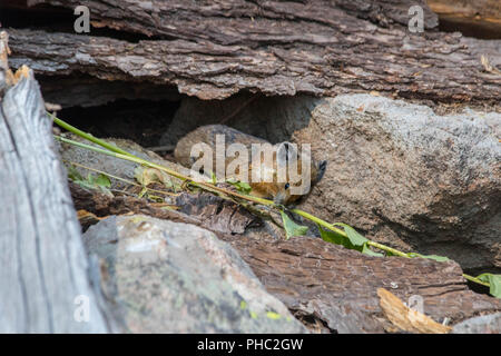 Ein junger amerikanischer Pika hält ein Auge heraus für Fleischfresser auf einem felsigen Hang. Stockfoto