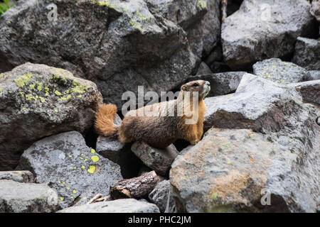 Eine große dominierende männliche yellow-bellied Marmot, bewahrt sein Territorium in Crater Lake, Nationalpark, Oregon Stockfoto