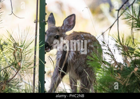 Eine gefleckte Kitz schaut misstrauisch hinter ihm, während der nahrungssuche im Wald in der Nähe von Manzanita Lake, Lassen Nation Park Stockfoto
