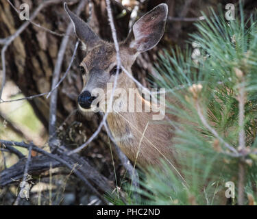 Eine vorsichtige black-tailed deer versteckt unter den Pinsel in der Nähe der Ufer von Manzanita Lake, Lassen National Park. Stockfoto