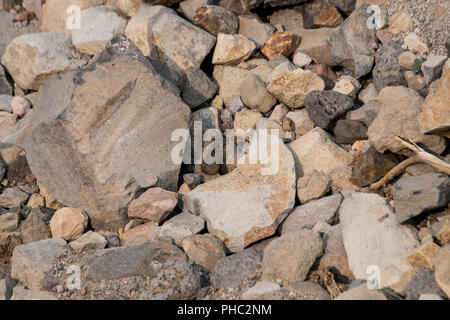 Ein junger amerikanischer Pika hält ein Auge heraus für Fleischfresser auf einem felsigen Hang. Stockfoto