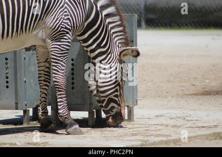 Die Grevy Zebra in Brookfield Zoo Stockfoto