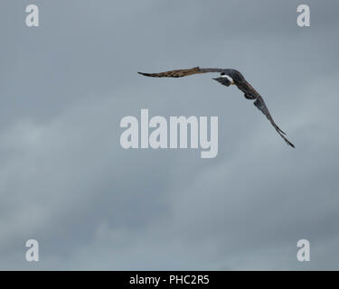 Eine nördliche Harrier nimmt zu Der Himmel über südöstlichem Oregon. Stockfoto