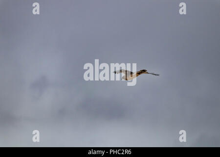 Eine nördliche Harrier nimmt zu Der Himmel über südöstlichem Oregon. Stockfoto