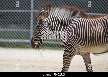 Die Grevy Zebra in Brookfield Zoo Stockfoto