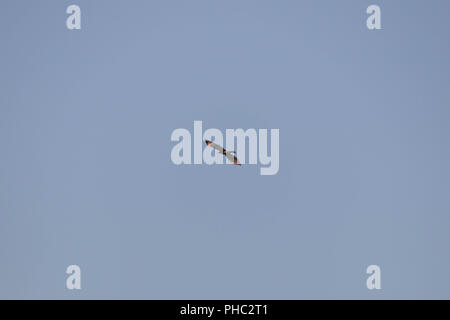 Das rote Licht der untergehenden Sonne reflektiert auf den Flügeln einer Red-tailed Hawk, als es über die owyhee Fluss steigt. Stockfoto