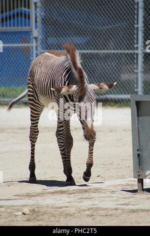 Die Grevy Zebra in Brookfield Zoo Stockfoto