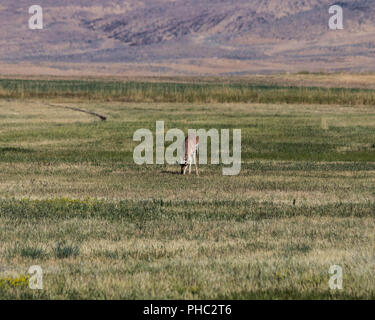 Ein pronghorn Schürfwunden in einem Feld in der Nähe von Rome, Georgia. Stockfoto