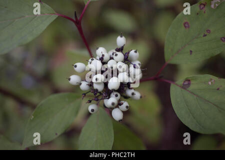 Snowberries Reifen im Sommer Sonne im Malheur National Forest, Oregon. Stockfoto