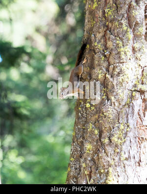 Eine Amerikanische rote Eichhörnchen verteidigt sein Territorium in Malhuer National Forest, Oregon. Stockfoto