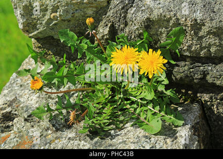 Löwenzahn (Taraxacum Officinale) Stockfoto