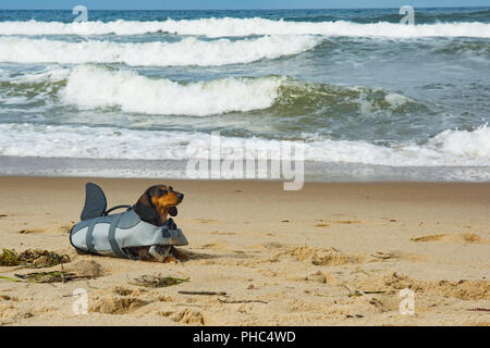 Dackel Welpen auf Cape Cod Strand Stockfoto