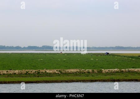 Landwirtschaftliches Feld auf der Bank von Tetulia River. Patuakhali, Bangladesch Stockfoto