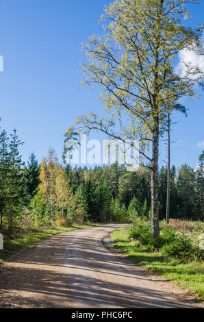 Land Straße im Herbst Wald, Estland Stockfoto